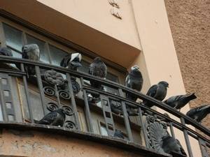 Как избавиться от голубей на балконе - полезные советы с фото