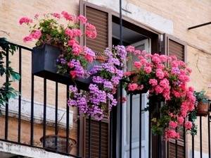 Какие цветы можно посадить на балконе для райского уголка - фото