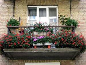 Выращивание цветов на балконе - радость себе и соседям с фото